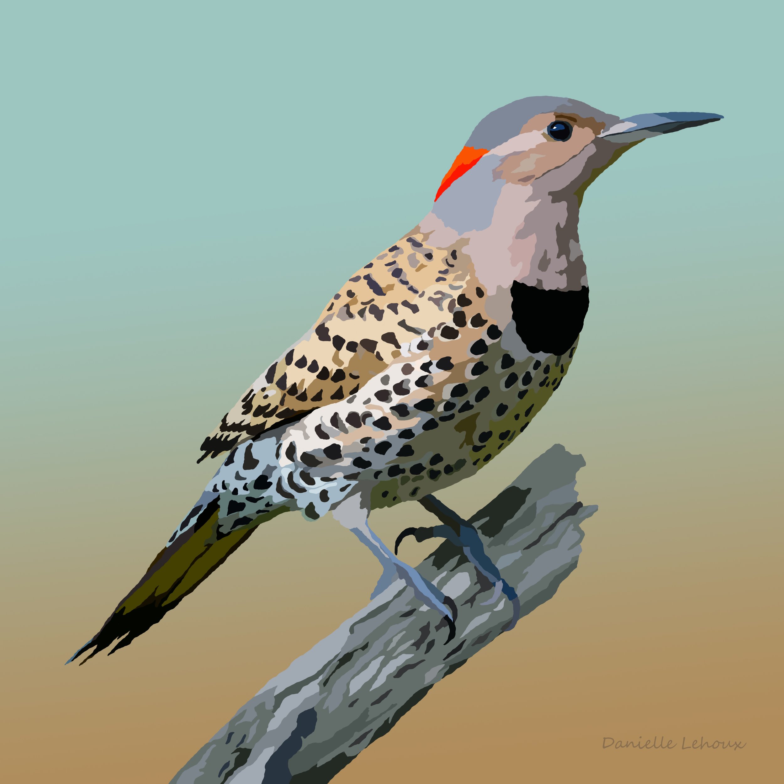 Northern Flicker  Print