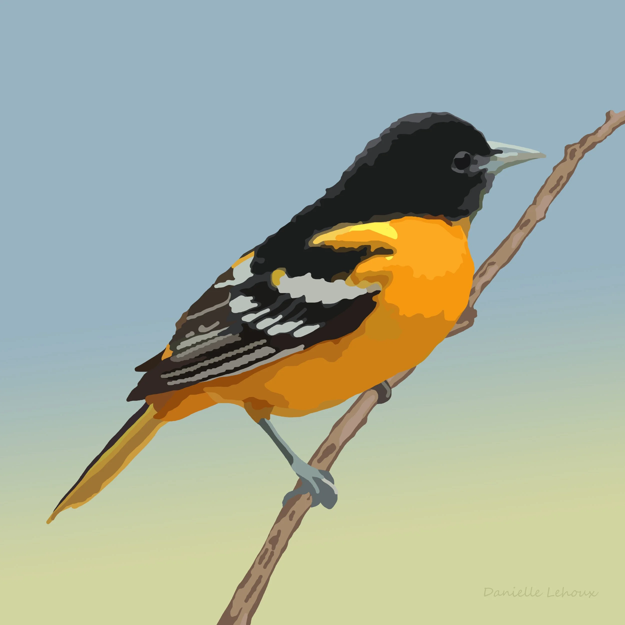 Baltimore Oriole Print