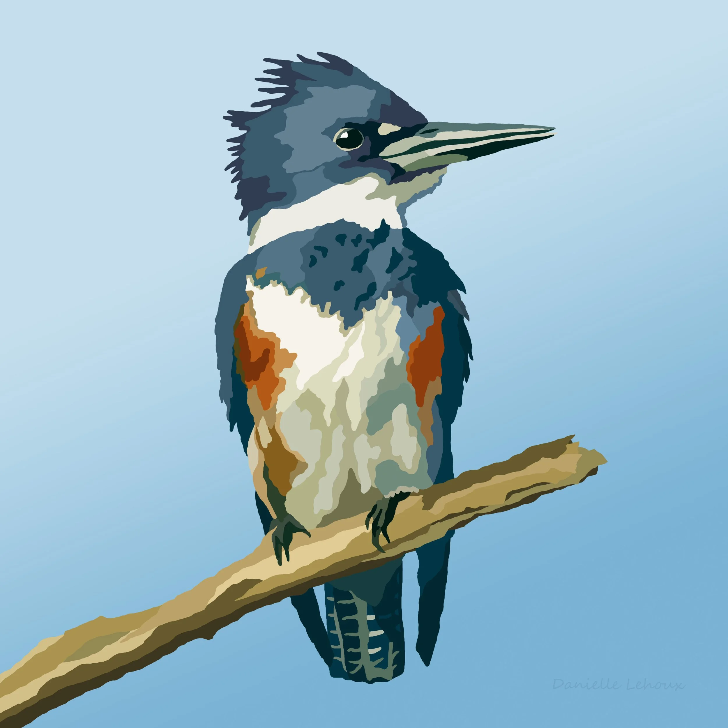 Belted Kingfisher Print