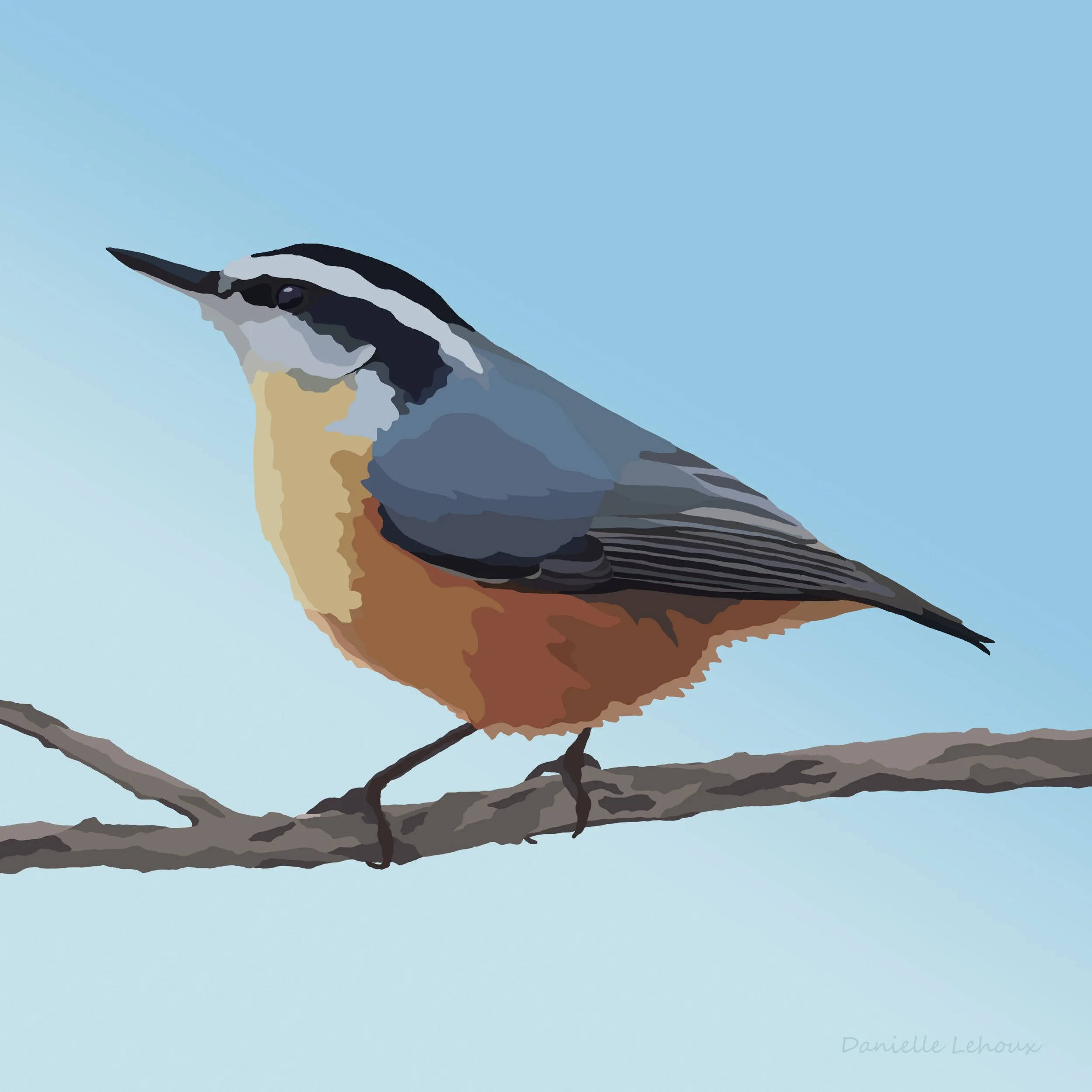 Red-Breasted Nuthatch Print