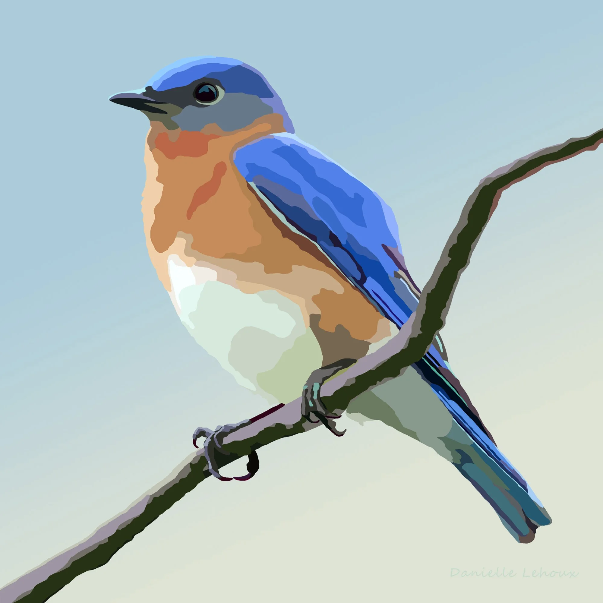 Eastern Bluebird Print