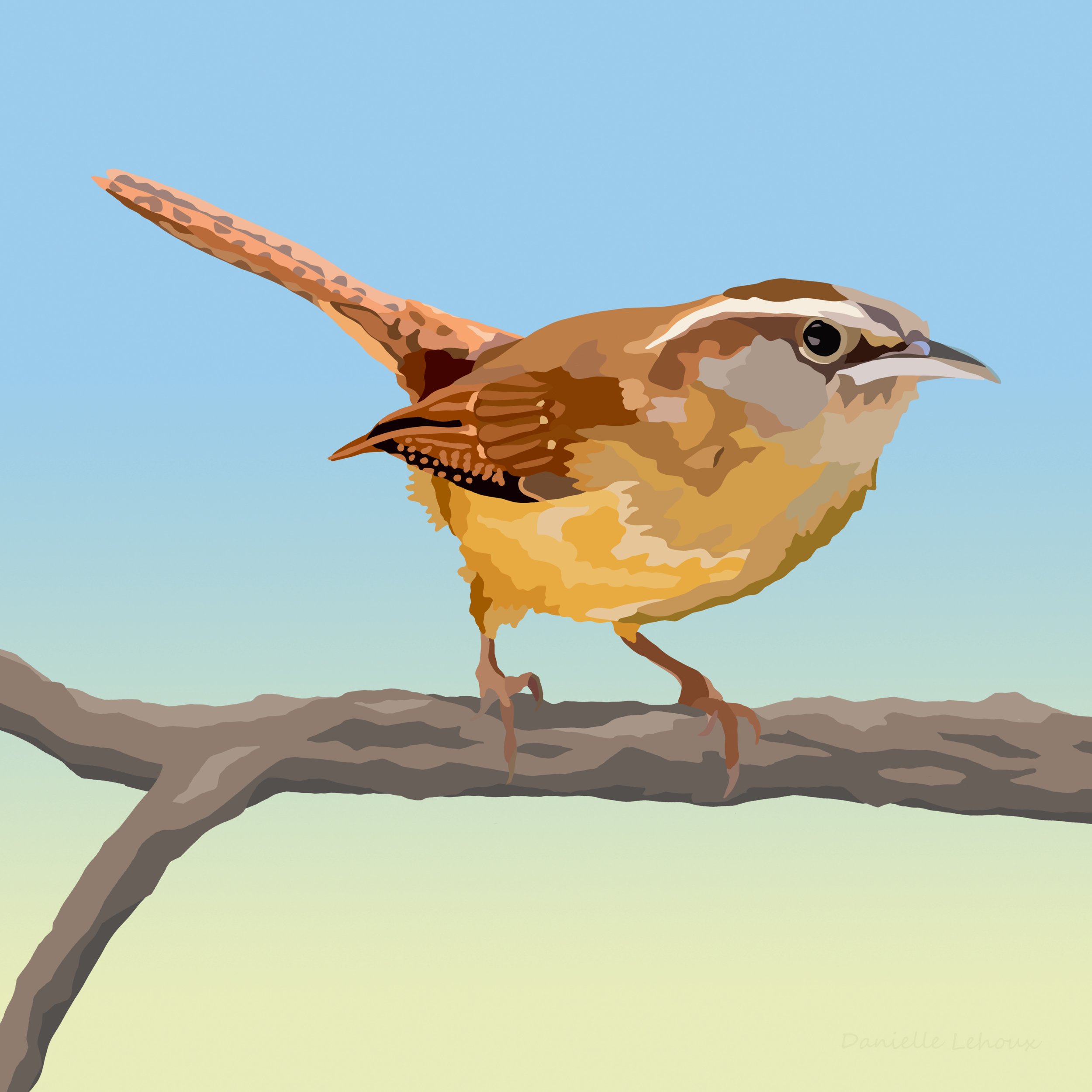 Carolina Wren.jpg
