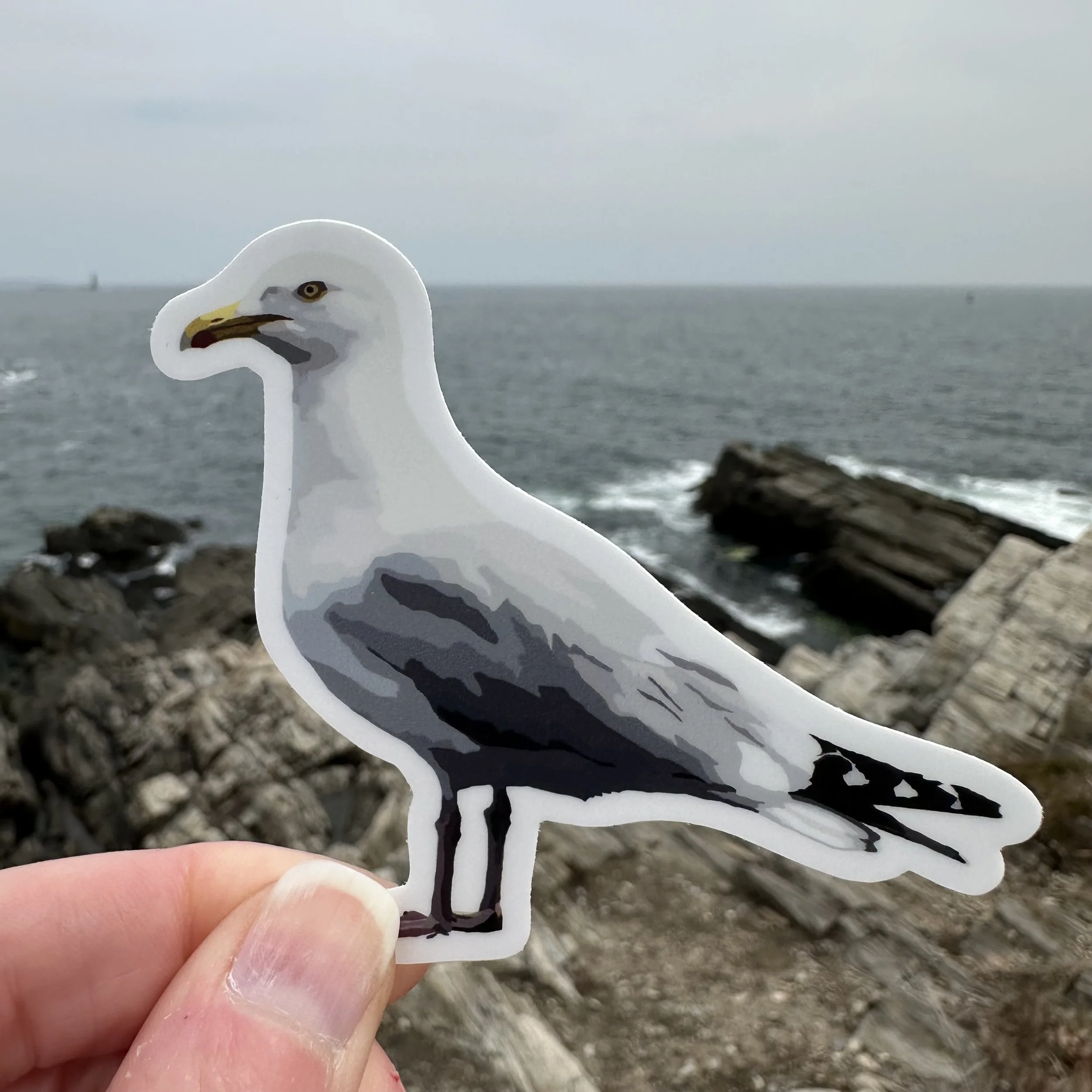 Herring Gull Vinyl Decal, Waterproof & UV-Resistant
