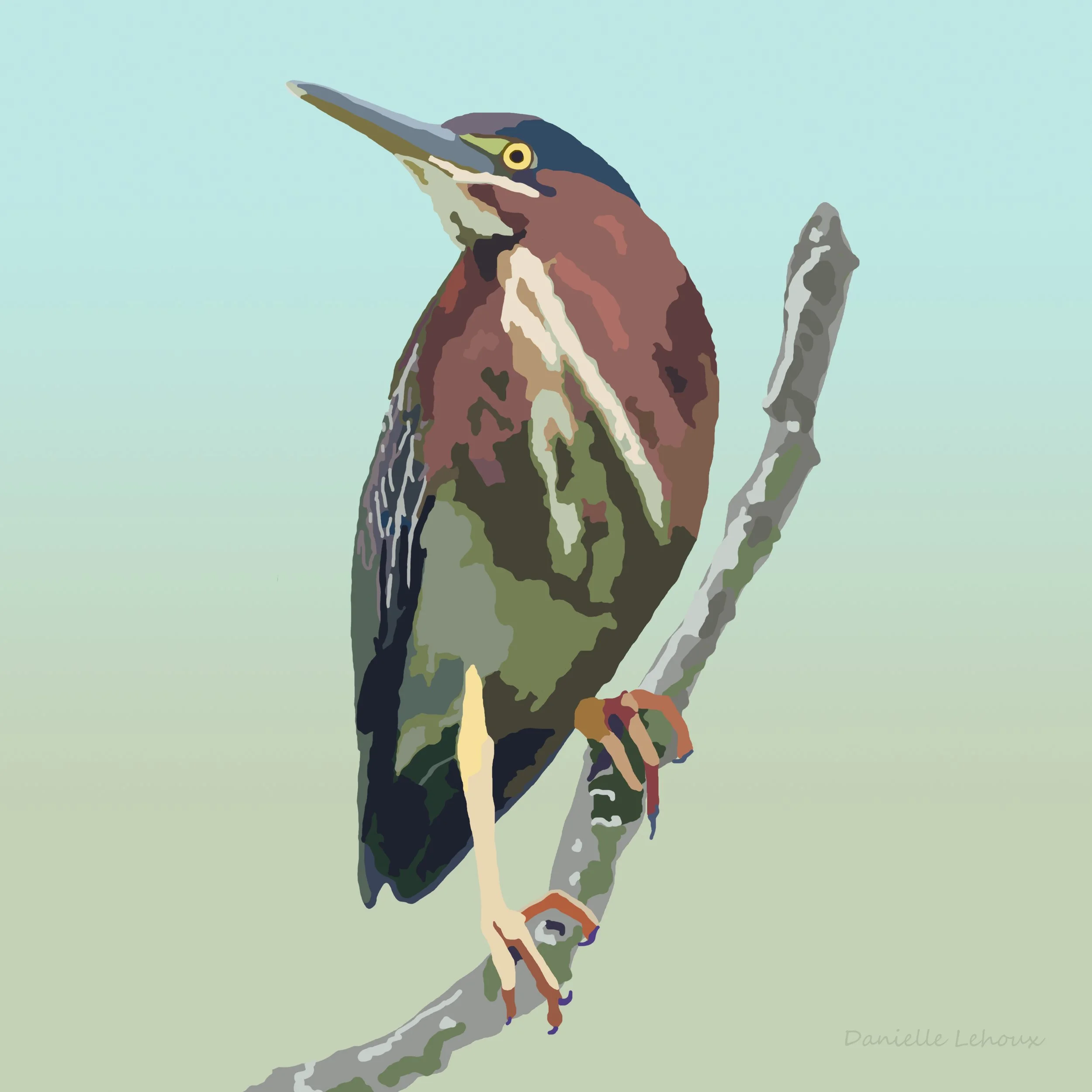 Green Heron Print