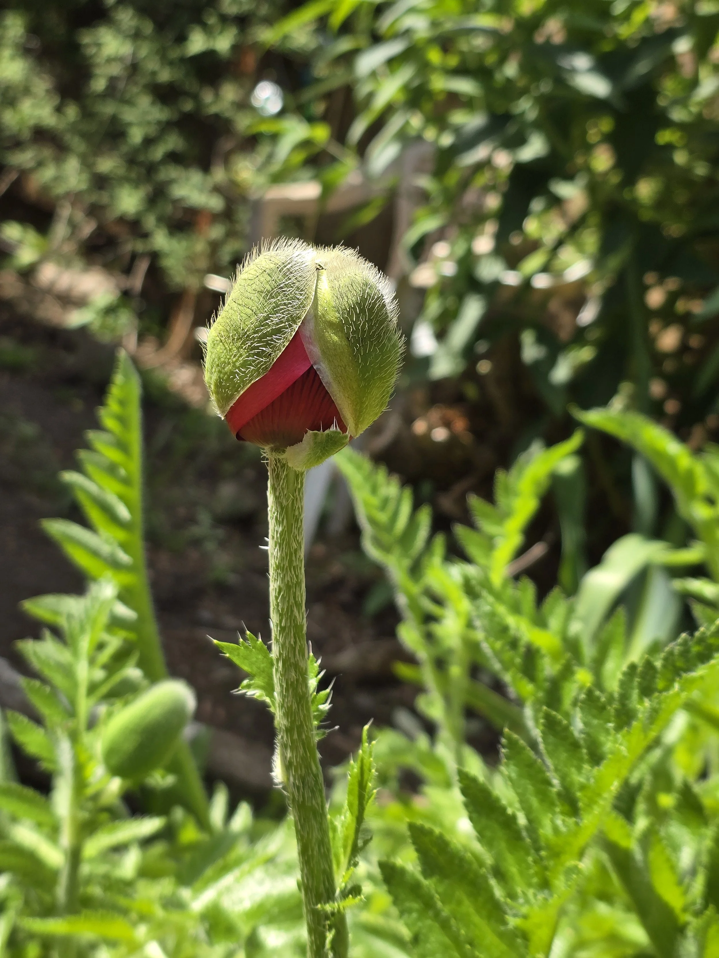 Practitioner Coaching & Supervision