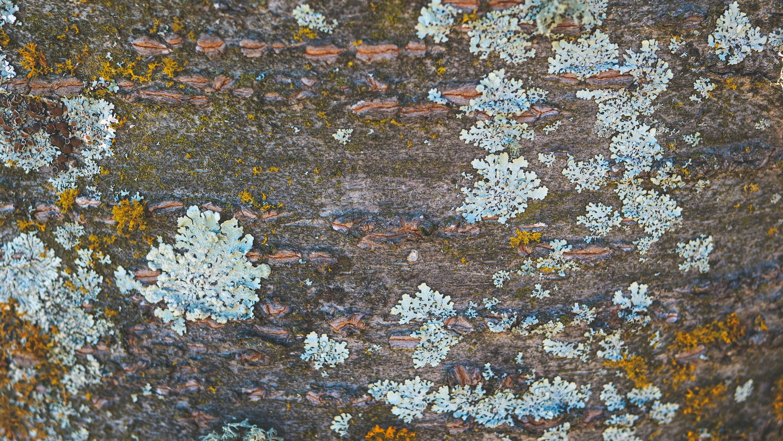 The Itch That Isn’t Yeast