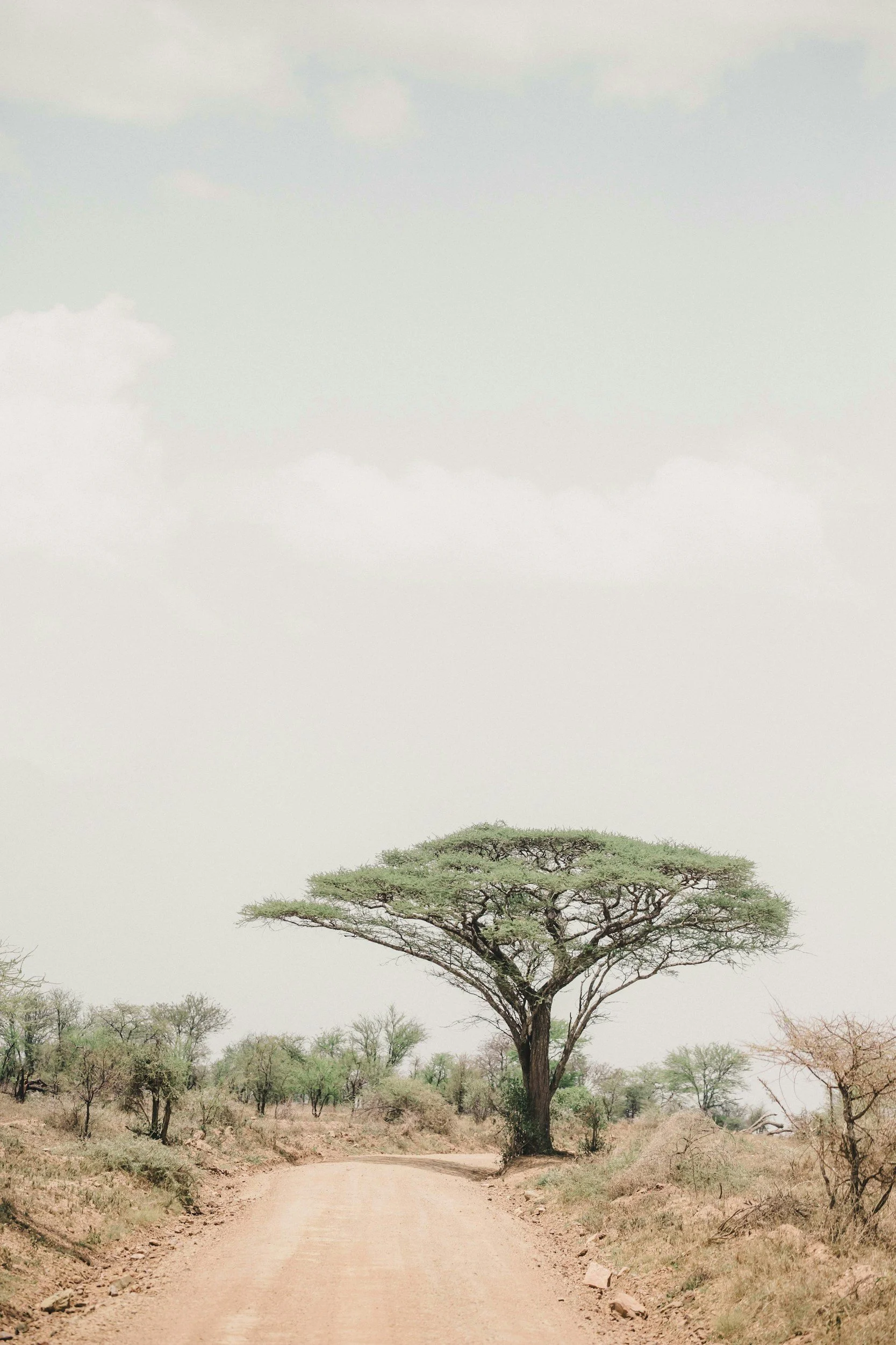 A dirt road in a dry, sparse landscape with a large, flat-topped acacia tree in the center, under a cloudy sky.