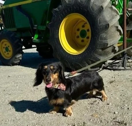 AKC Farm Dog Test