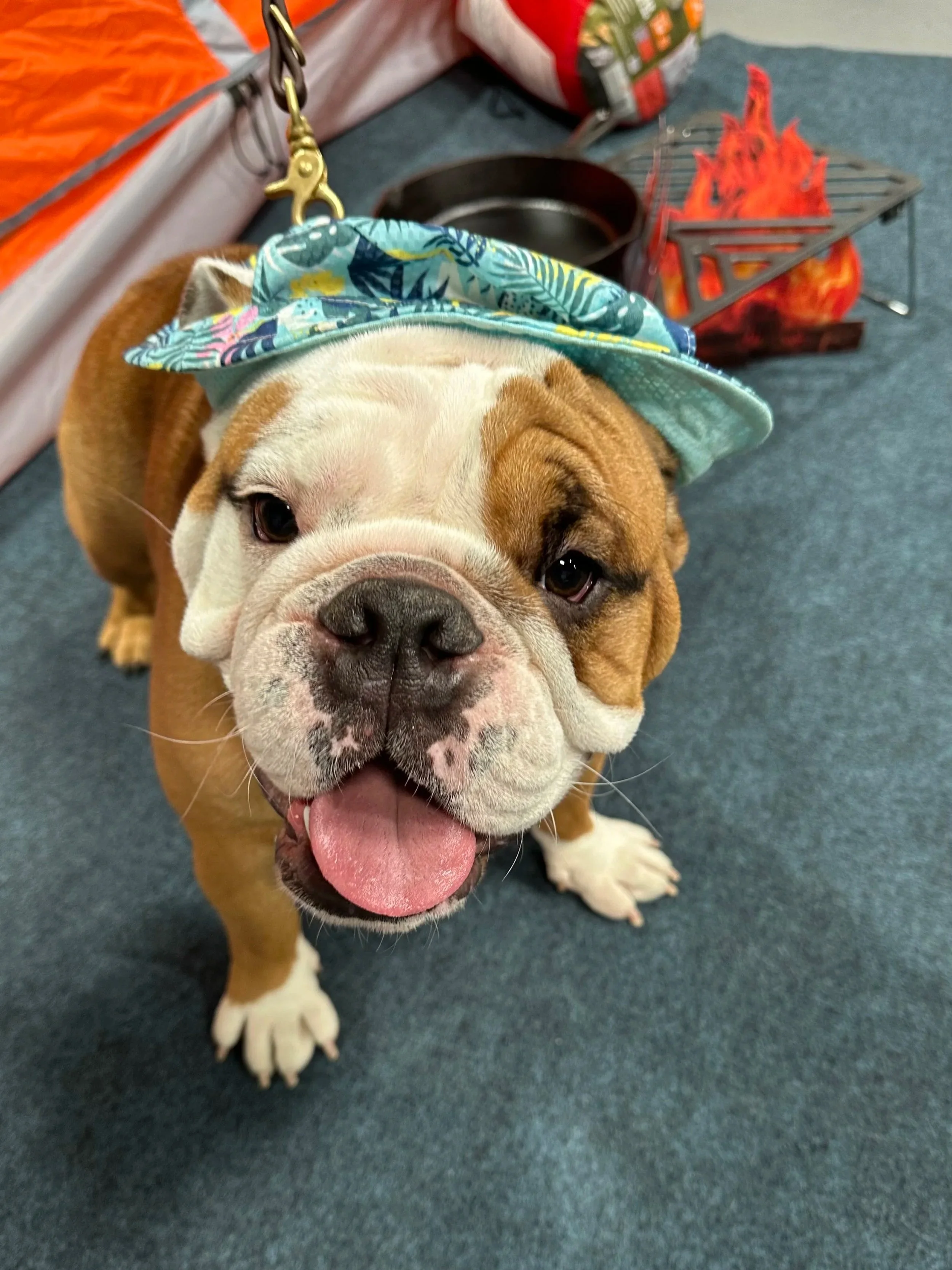 Camp Canine