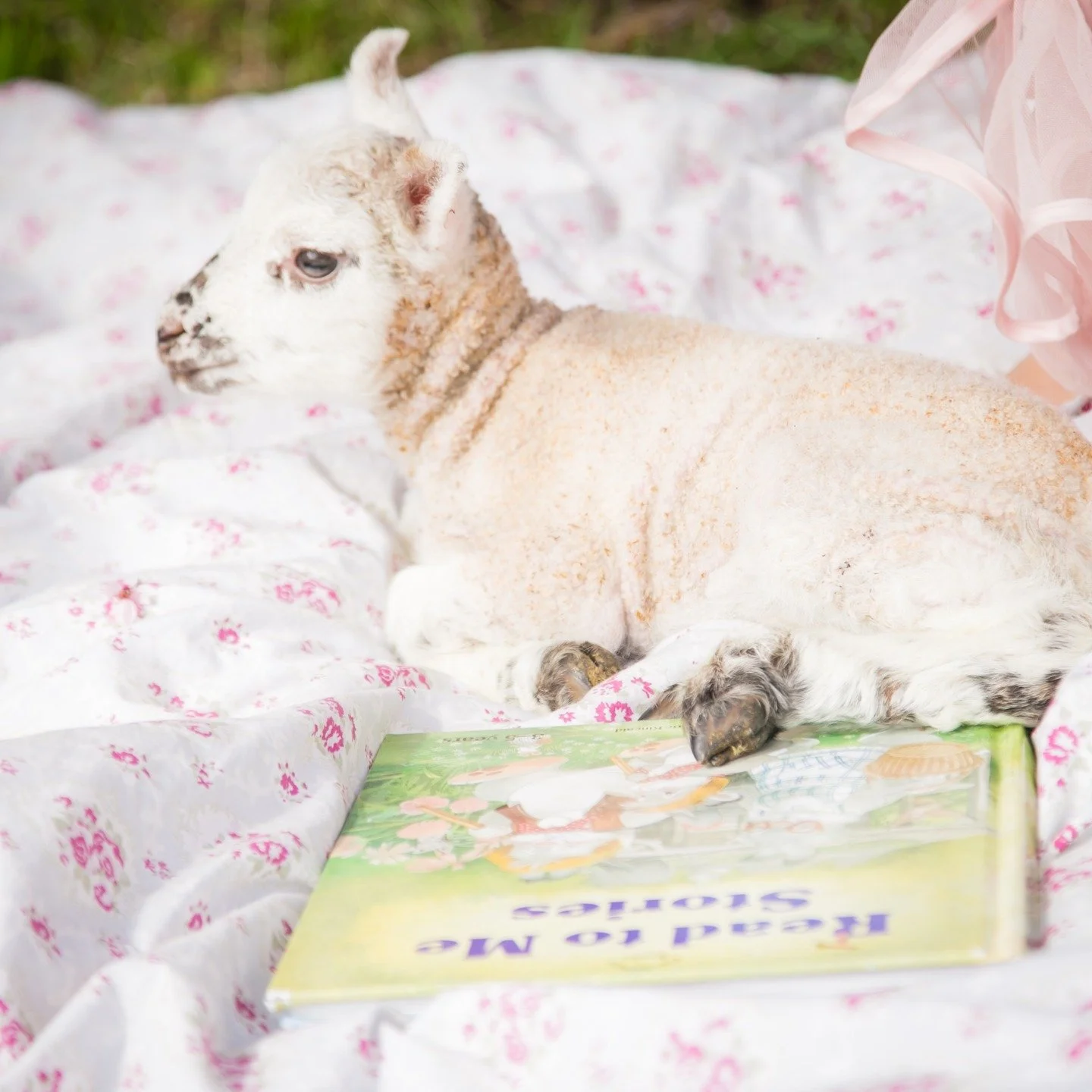 While I am at it, here is a pic from a session very close to my heart, with kind, generous, free......my favorite people. A spring session with #pnw cherry blossoms and baby lambs. 

I want to believe in kind and beautiful things,
and in a world made