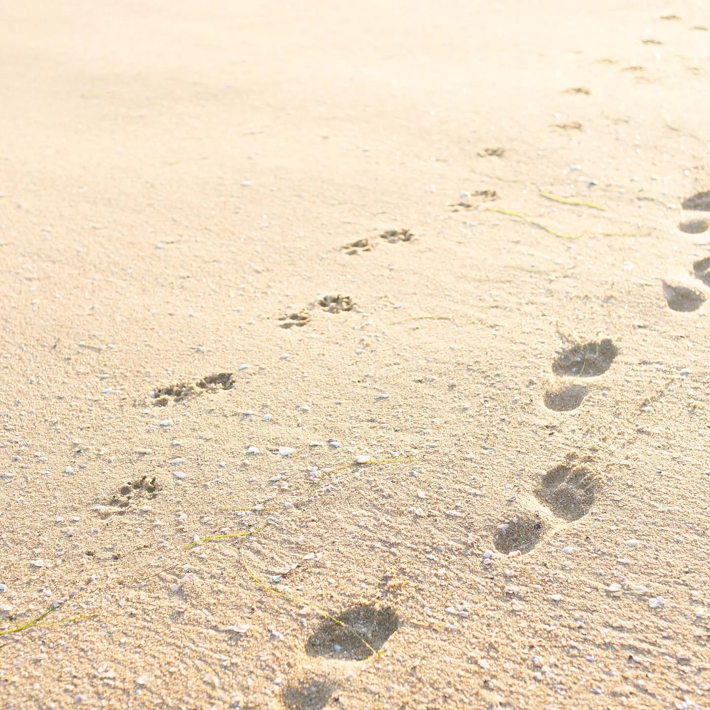 The ozzy days of summer have officially begun 🐾

.
@ozzydogsbournekingofkings 

#summer #paw #dogdays #beach #pawprints #doodle #