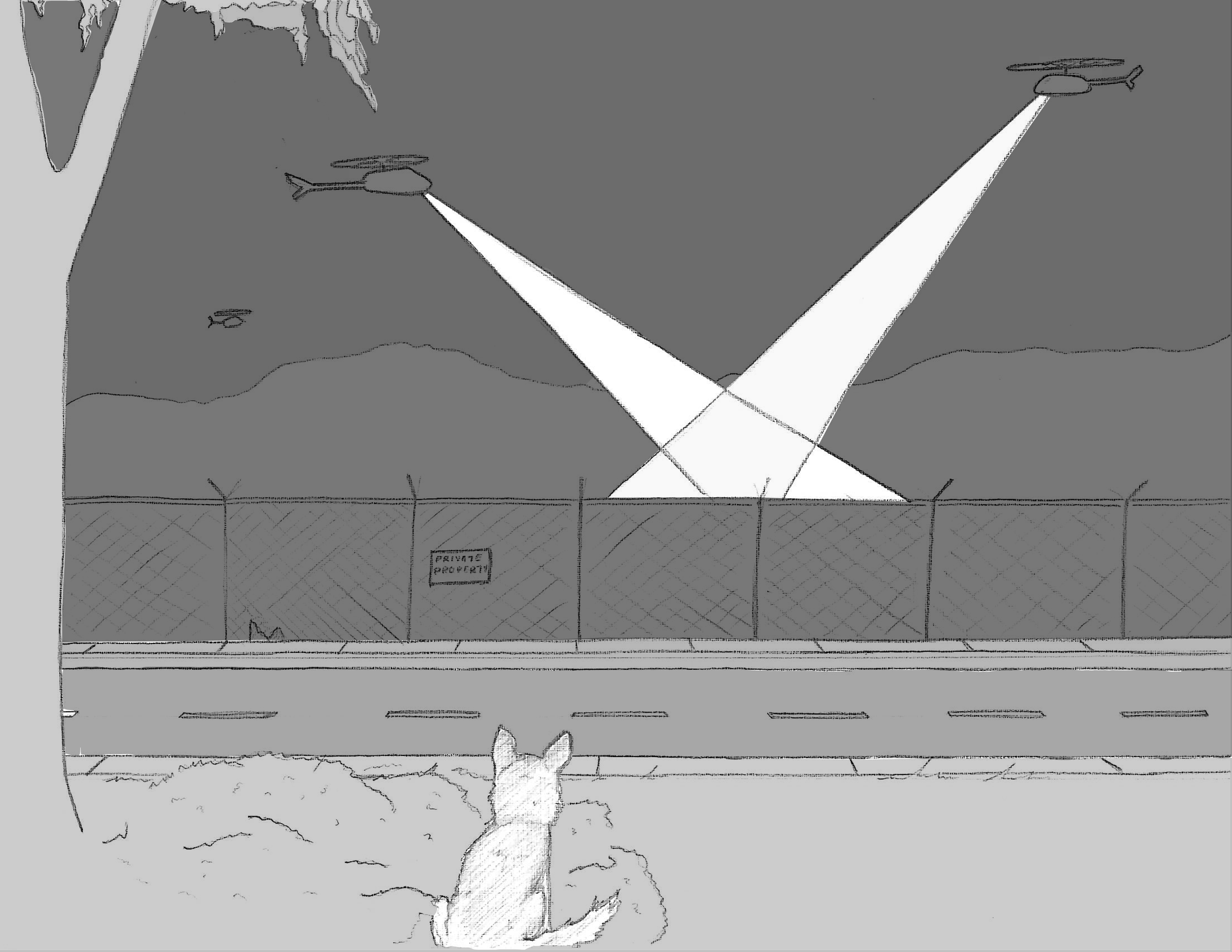 coyotelookingback.png