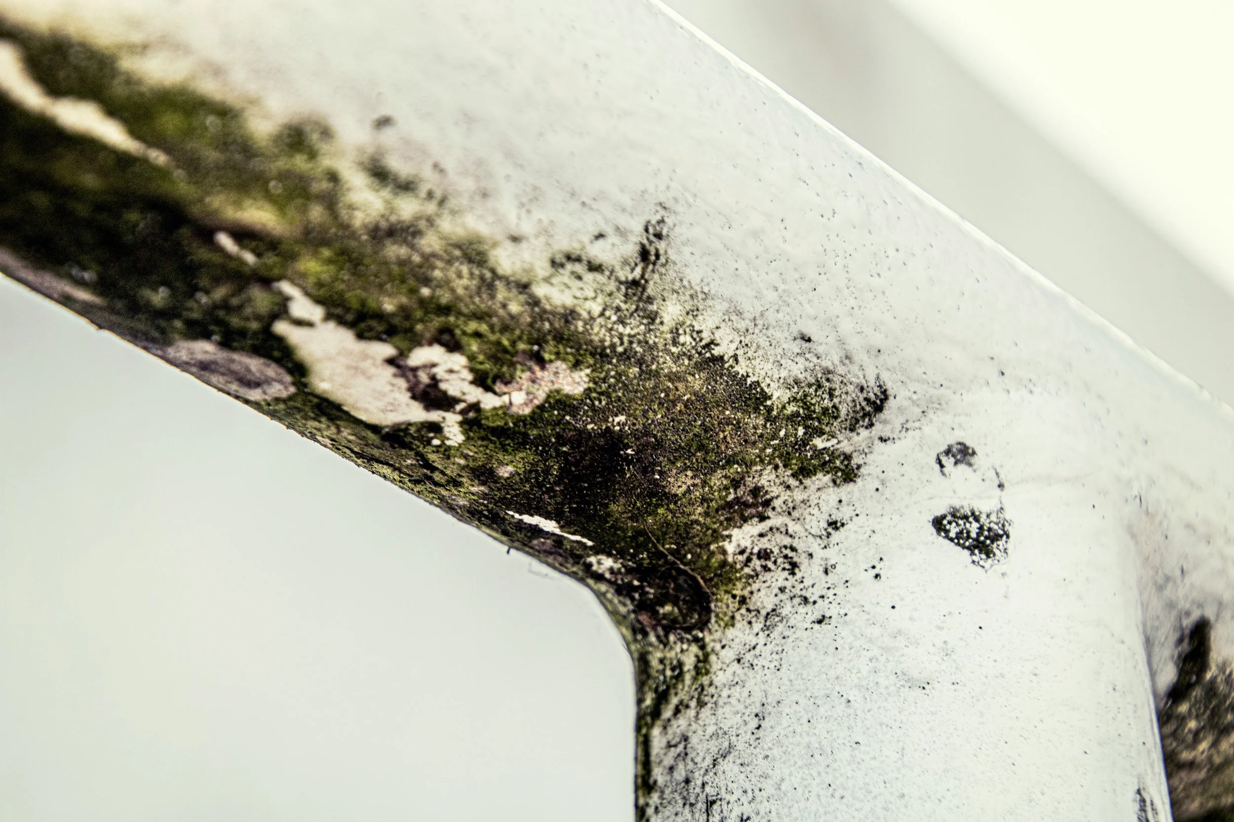 Close-up of a white painted surface with patches of black mold and moss growth along the edges.