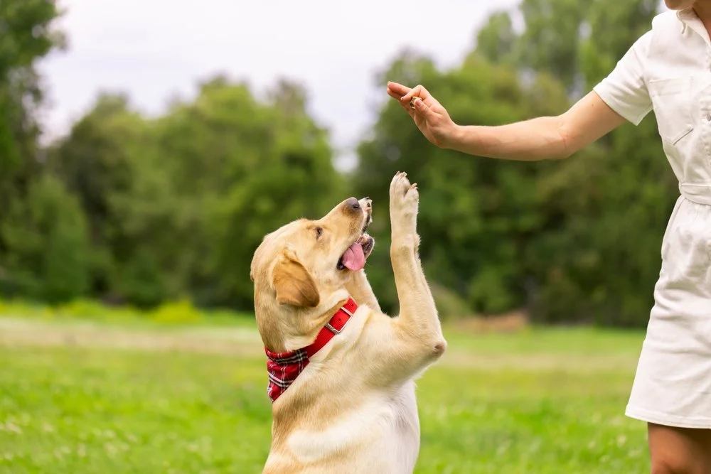 white lab with a dog walker in a dog park