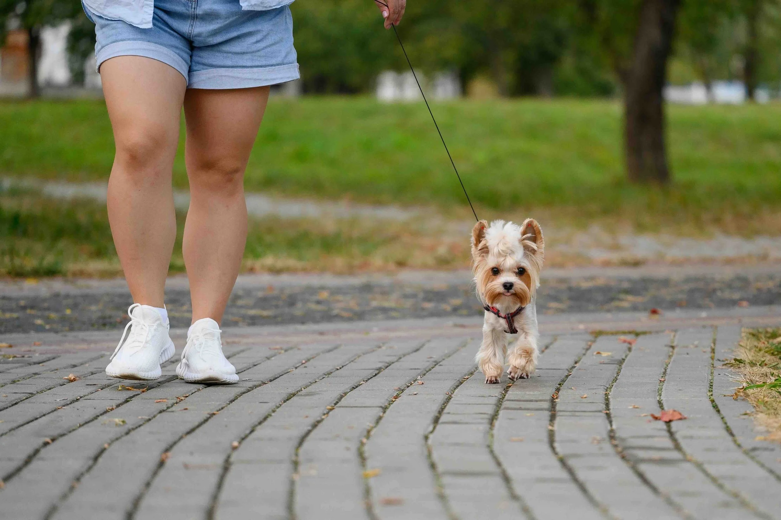 5 Signs Your Dog Needs More Walks During the Day