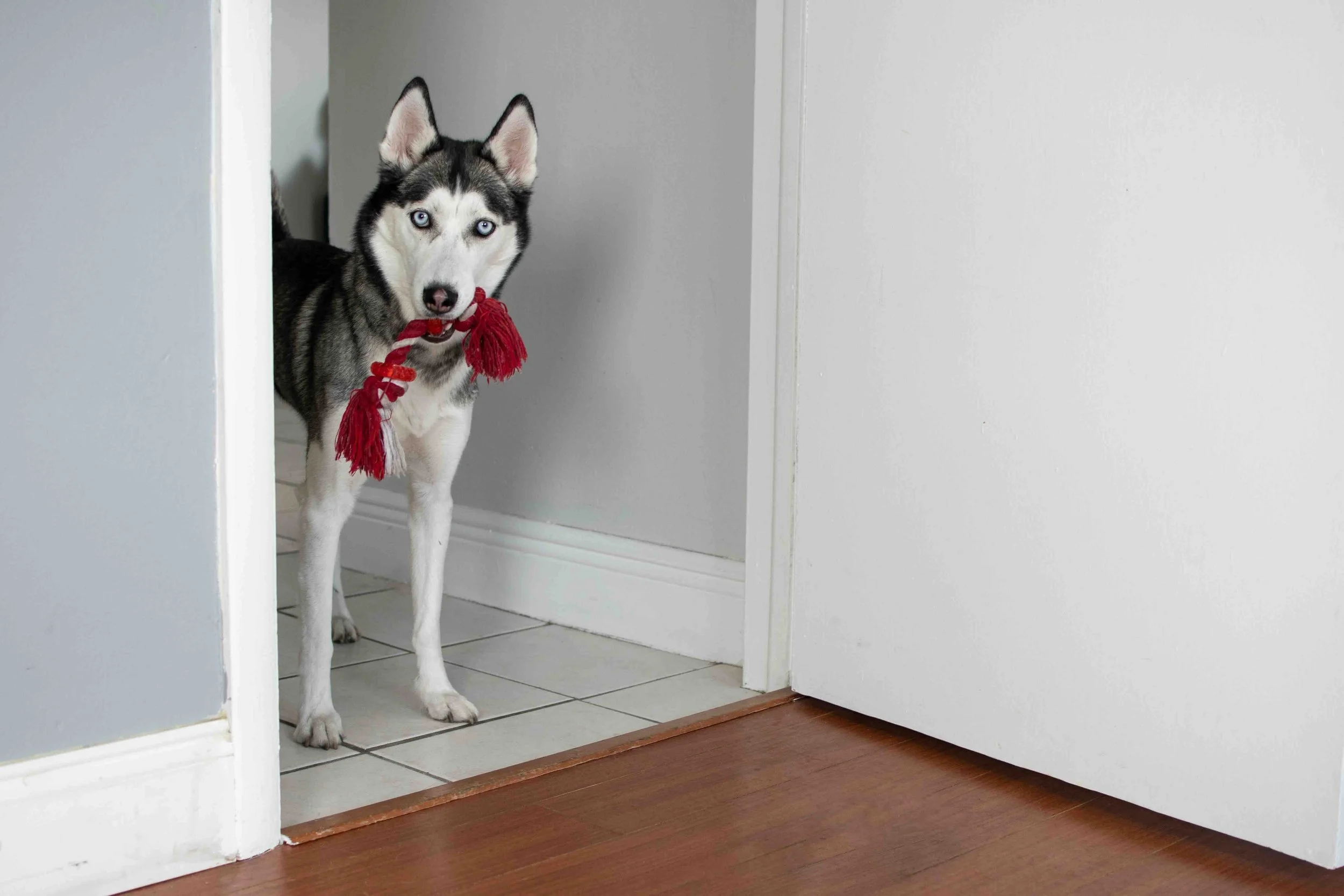 Why In-Home Dog Sitting is Less Stressful Than Boarding
