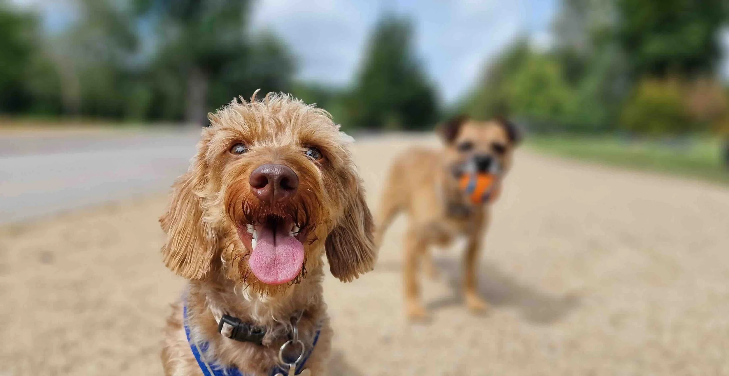 Lake Forest Dog Walking: The Best Way to Keep Your Pup Happy, Healthy, and Active