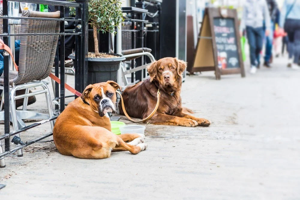 Best Dog-Friendly Restaurants in Lake County, Illinois