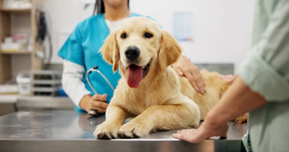 Top Veterinarians Near Lake Forest IL - Trusted Pet Care for Your Companion