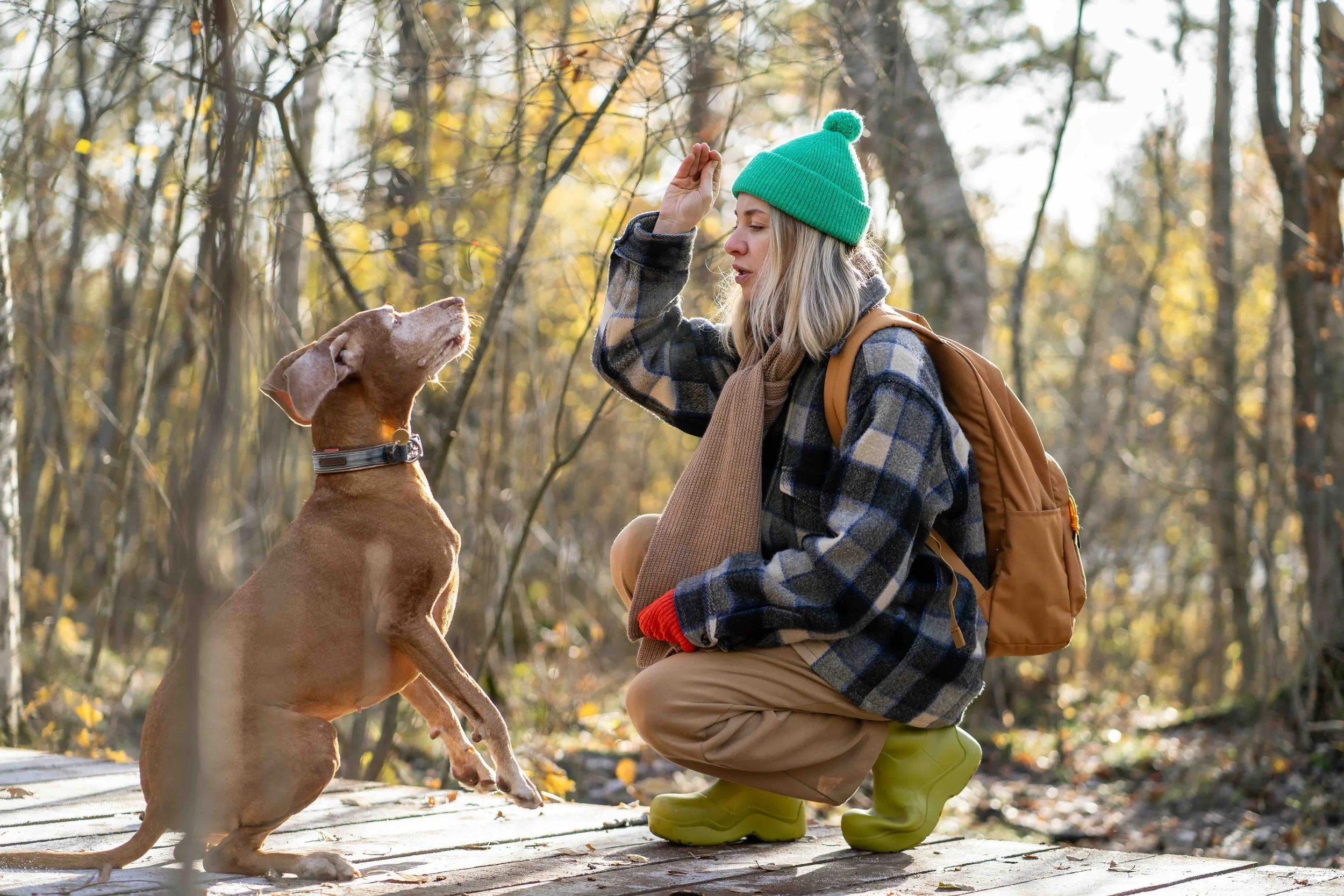 brown dog being offered treats in the woods while on a hike with a dog walker