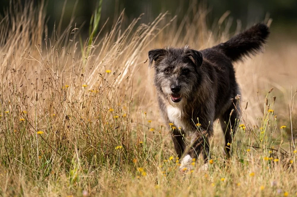 Our Favorite Outdoor Dog Parks and Walking Areas in Highland Park, Illinois