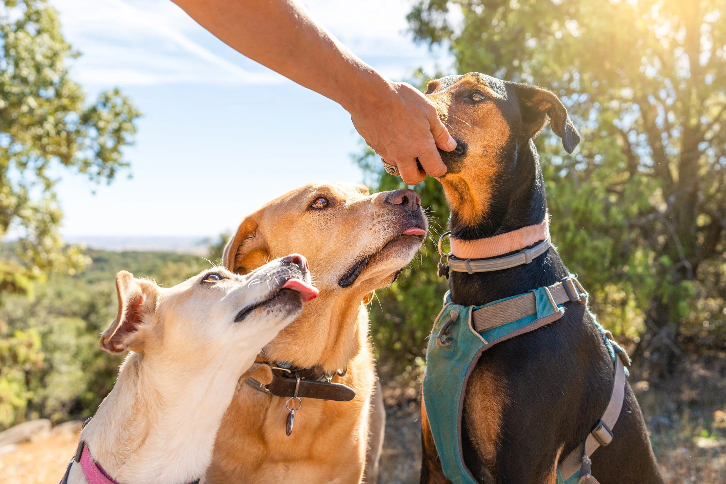 7 Signs Your Dog Could Use More Exercise and Why Scheduled Dog Walks May Help