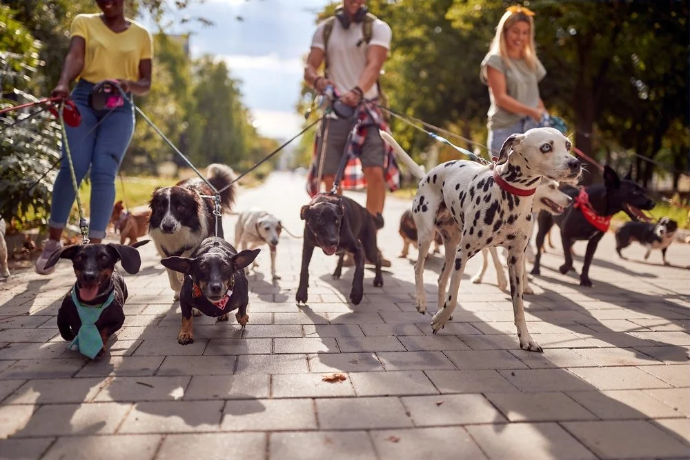 How We Use GPS Tracked Dog Walks and Time To Pet Report Cards to Elevate Pet Care