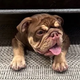 A cute brown and white bulldog puppy lying on a gray mat with a dark background.