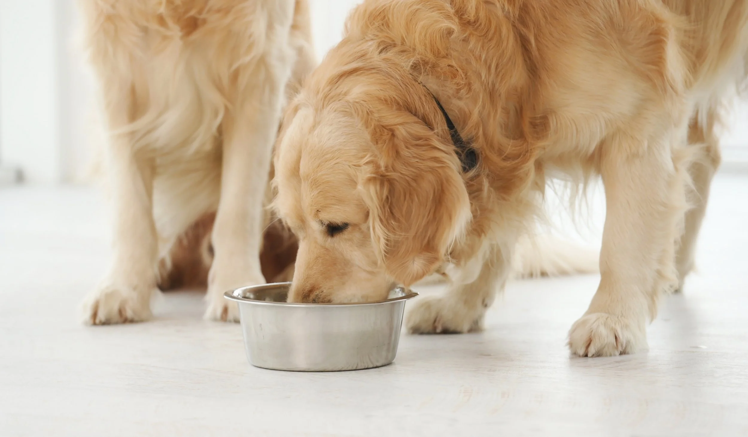 two golden retriever dogs eating food while being pet sat