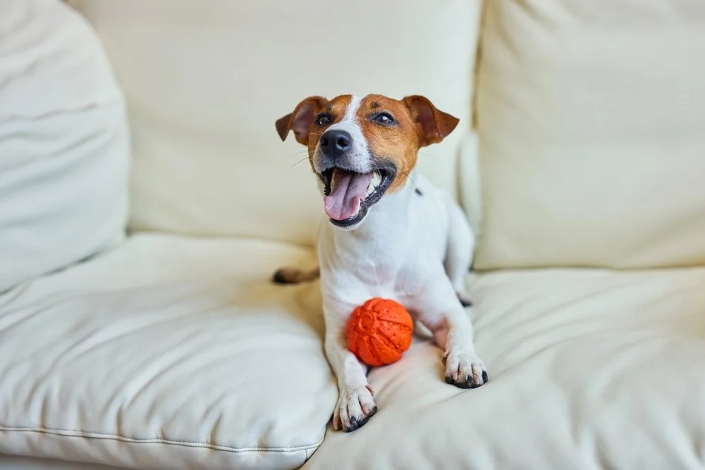 small dog sitting on a couch with a ball during an overnight pet sitting