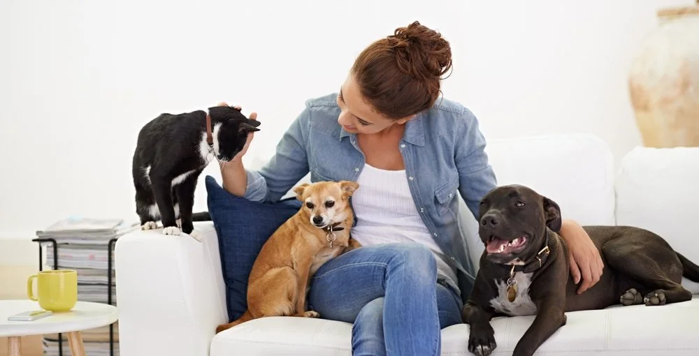 pet sitter with dogs and cats pet sitting in home