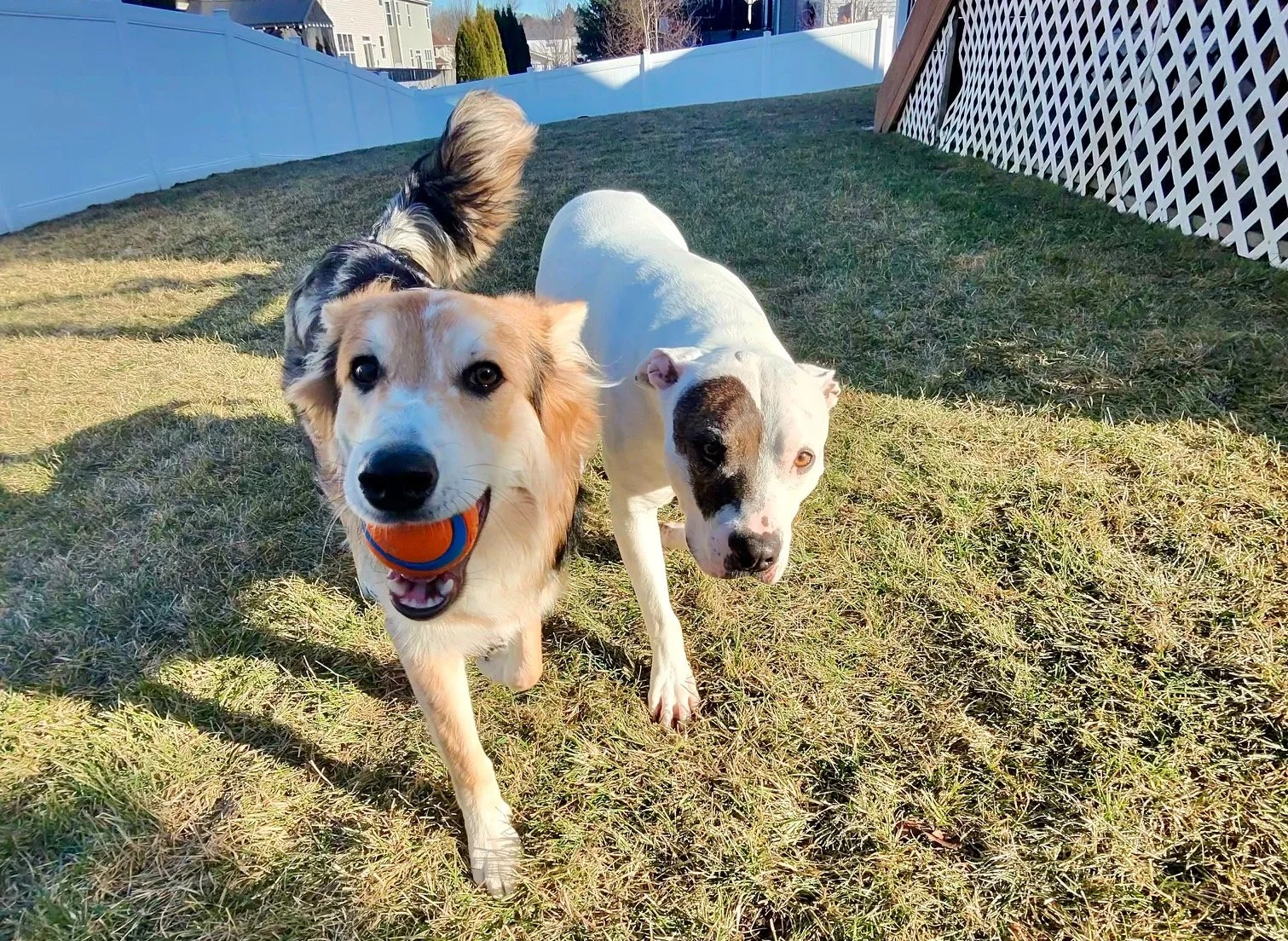 two dogs playing in yard on dog walk meta rayban