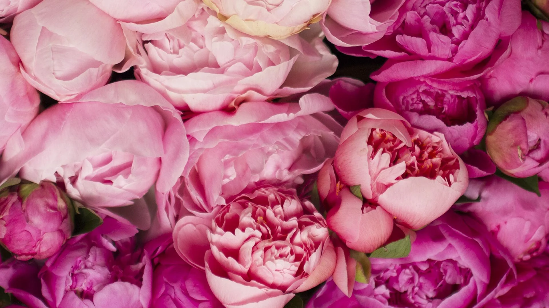BCC-pink-flowers2.jpg