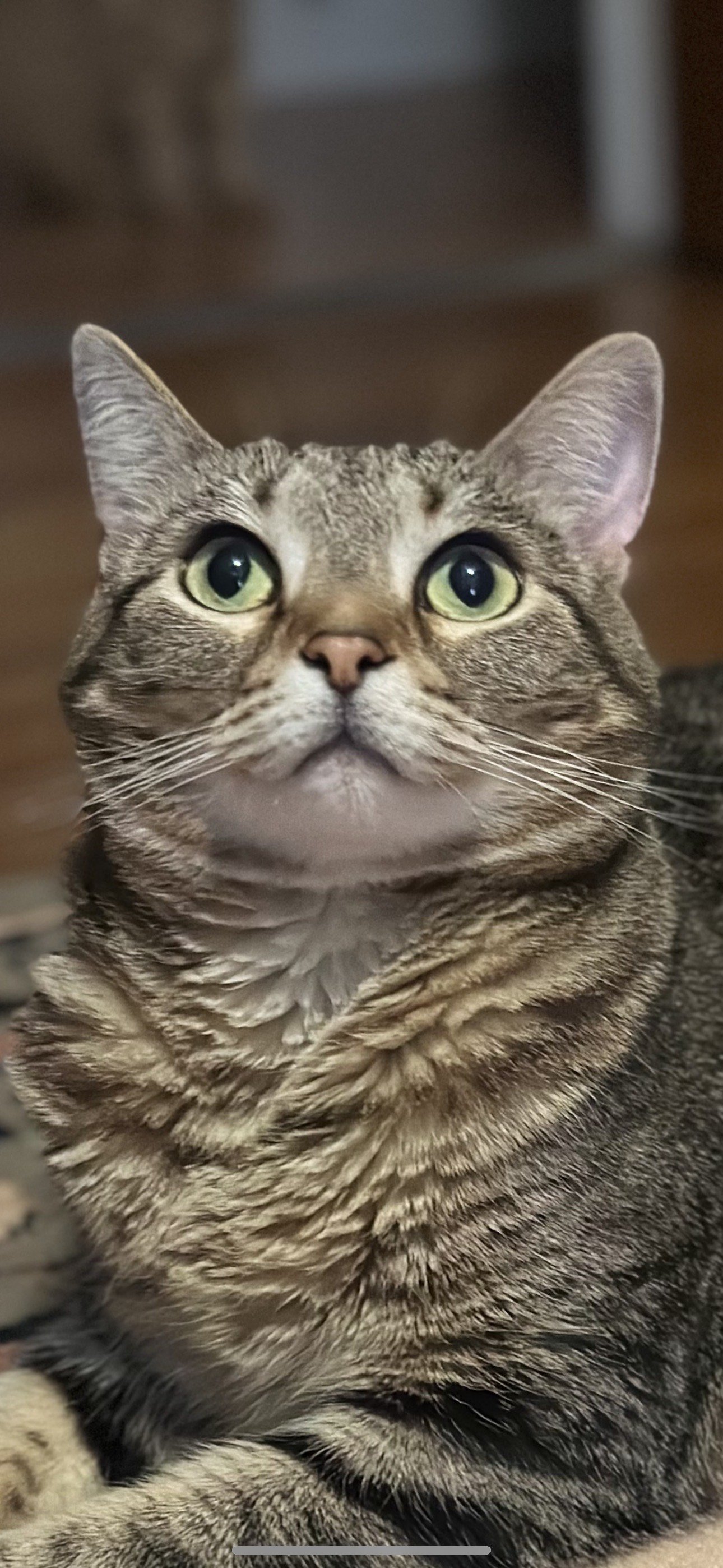 Close-up of a tabby cat with green eyes, facing forward, with fur pattern and whiskers visible.