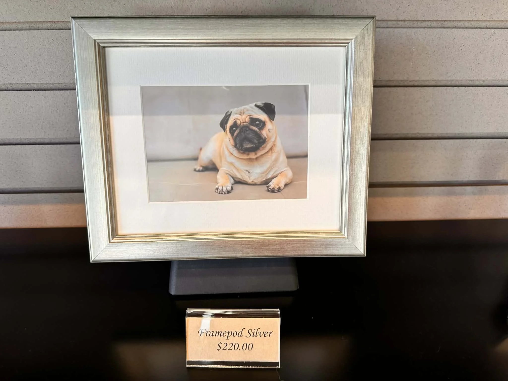 A framed photograph of a pug dog lying down on a wooden floor. The frame is silver, and there is a price tag below it indicating it costs $220.00.