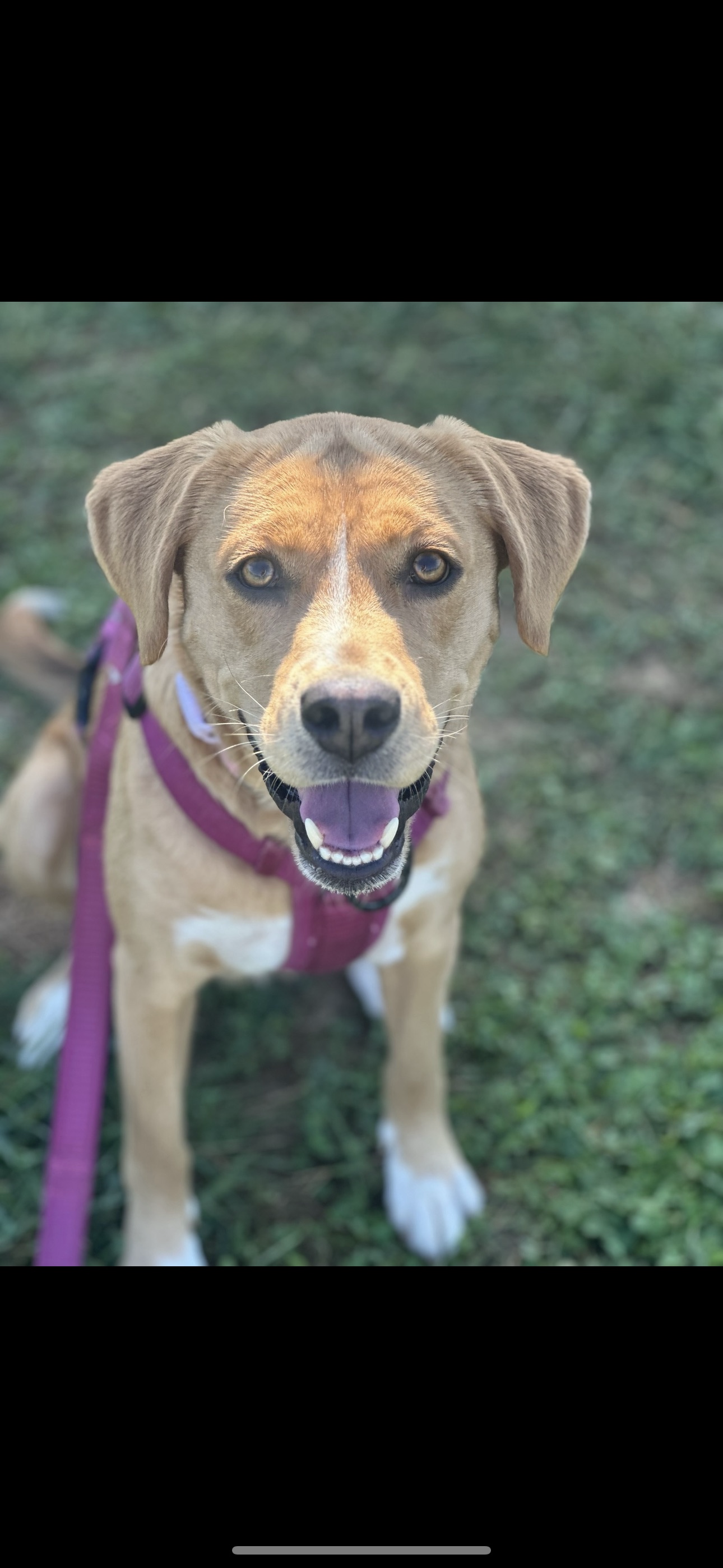 A happy brown and white dog with a pink harness sitting on grass, looking at the camera with its mouth open.