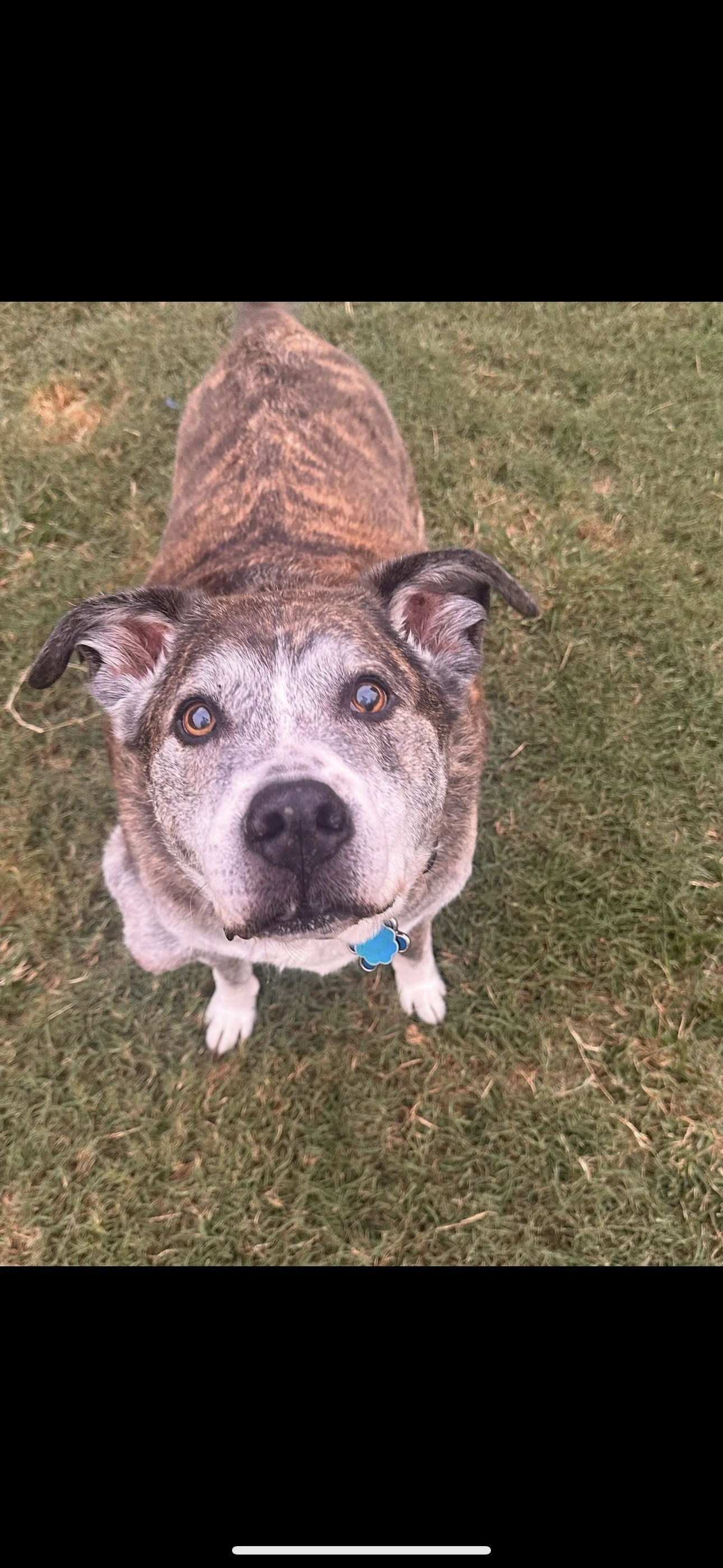 In- Home Pet Euthanasia