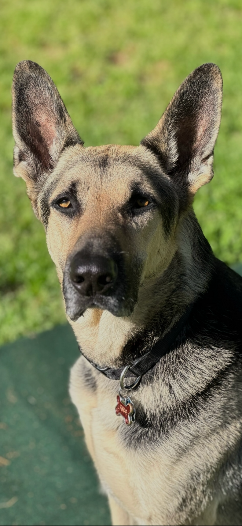Close-up of a young German Shepherd dog with erect ears, tan and black fur, and a red bone-shaped collar tag, outdoors on a green grassy background.