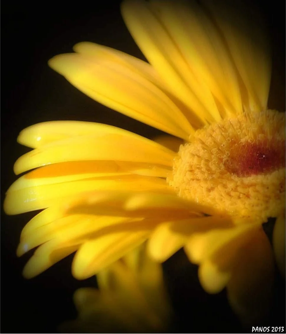 Close-up photograph of a yellow flower emerging dramatically from a dark background.