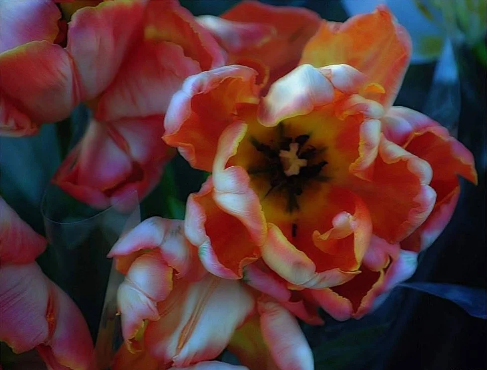 Close-up photograph of orange and cream tulips with dramatically curled petals.