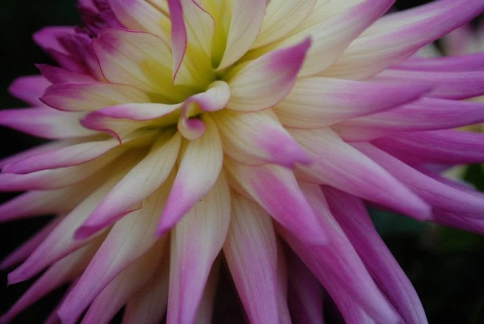 Macro photograph looking into the layered pink, white and pale yellow petals of a dahlia.