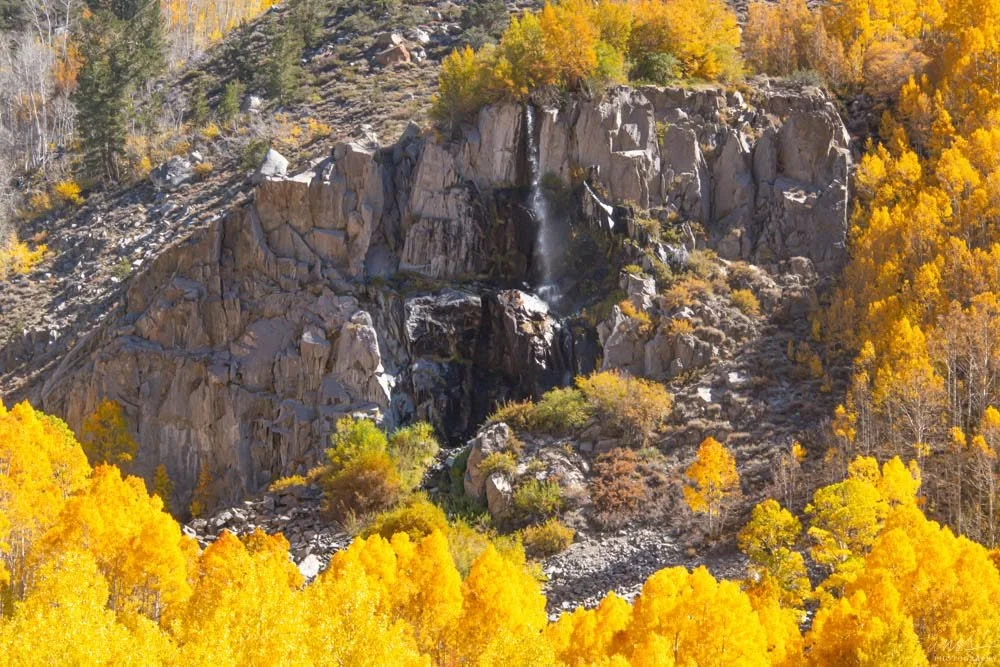 Small waterfall surrounded by brilliant yellow autumn aspens in California's Eastern Sierra.