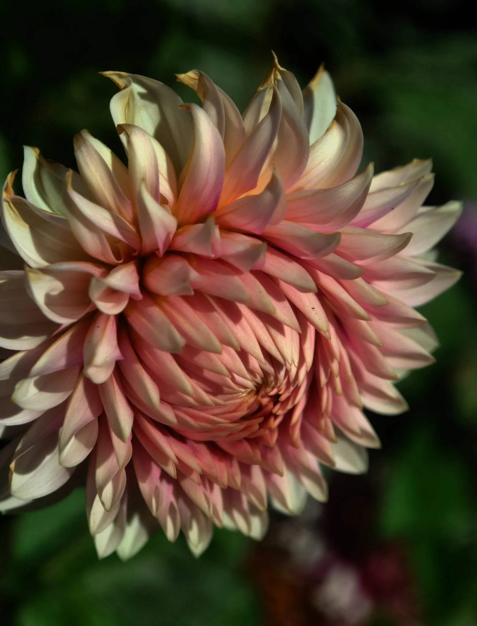 Close-up portrait of a pink and cream dahlia with layered curling petals.