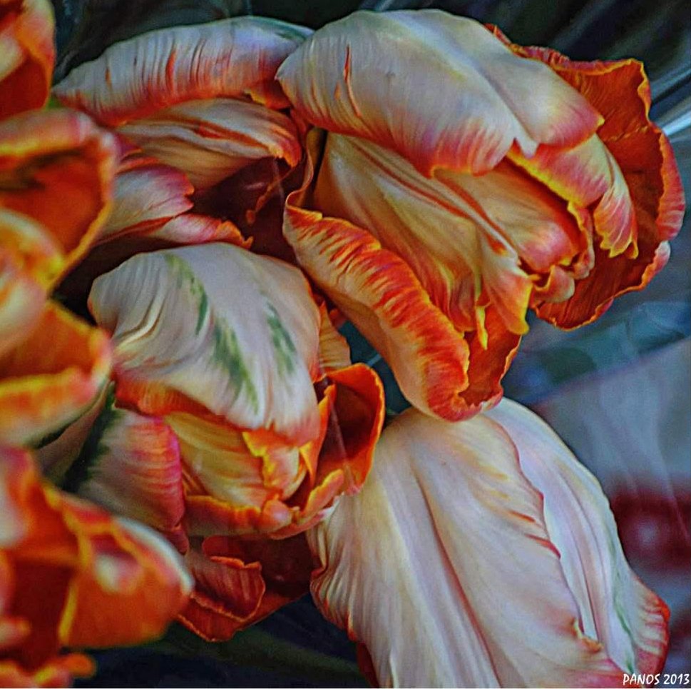 Detailed close-up of orange, cream and red tulip petals curling into sculptural shapes.
