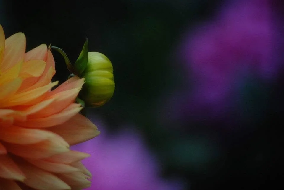 Orange flower and green bud photographed against a soft purple blurred background.