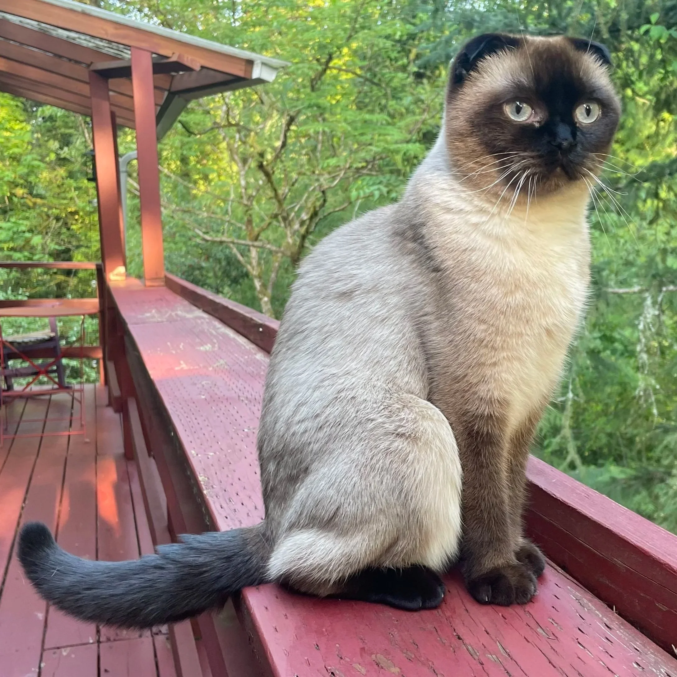 A Siamese cat with cream-colored body, dark brown face, ears, paws, and tail, sitting on a wooden porch with a green leafy background.