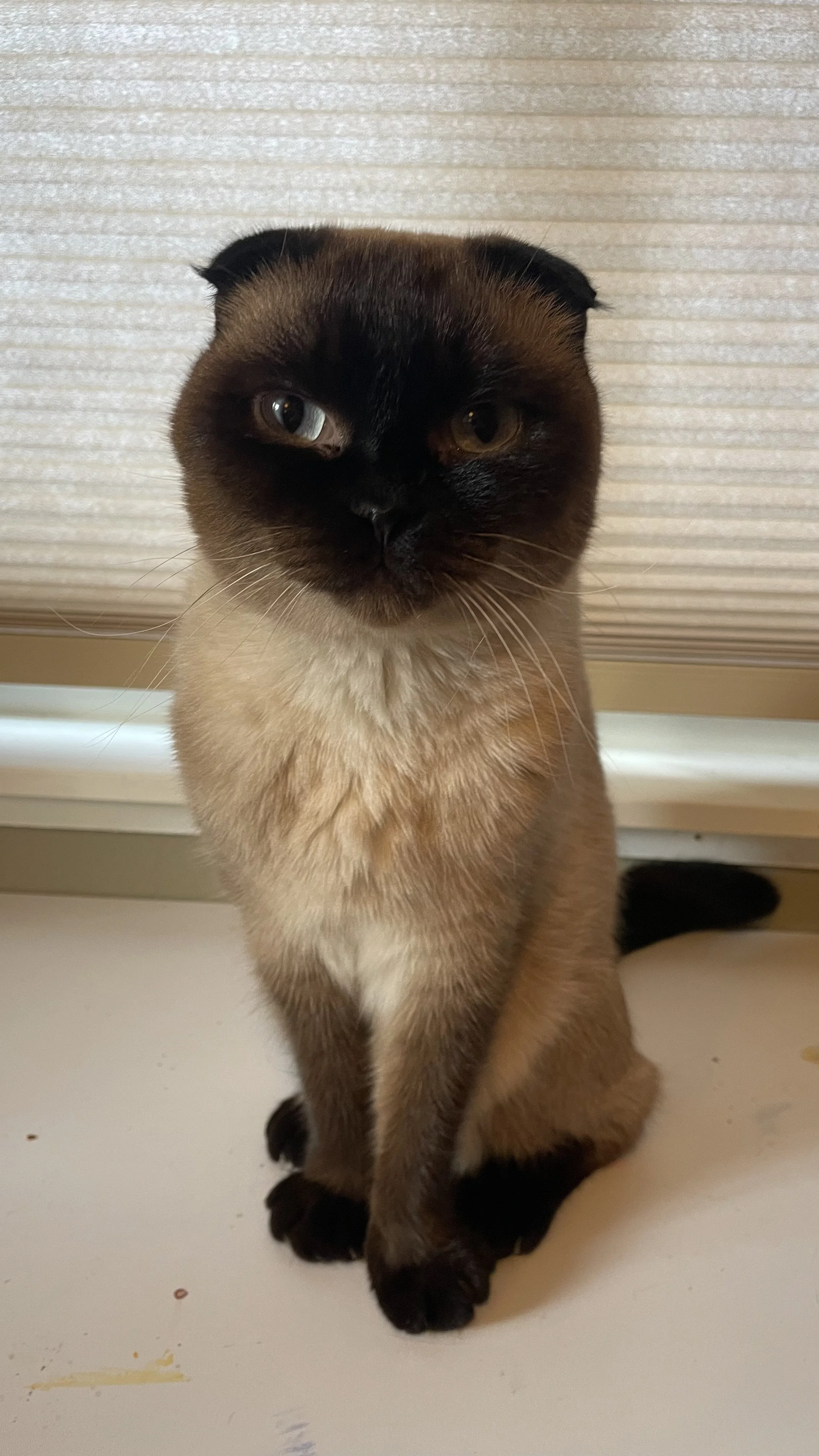A Siamese cat with a dark face and ears, light body, sitting on a white surface in front of a window with closed blinds.