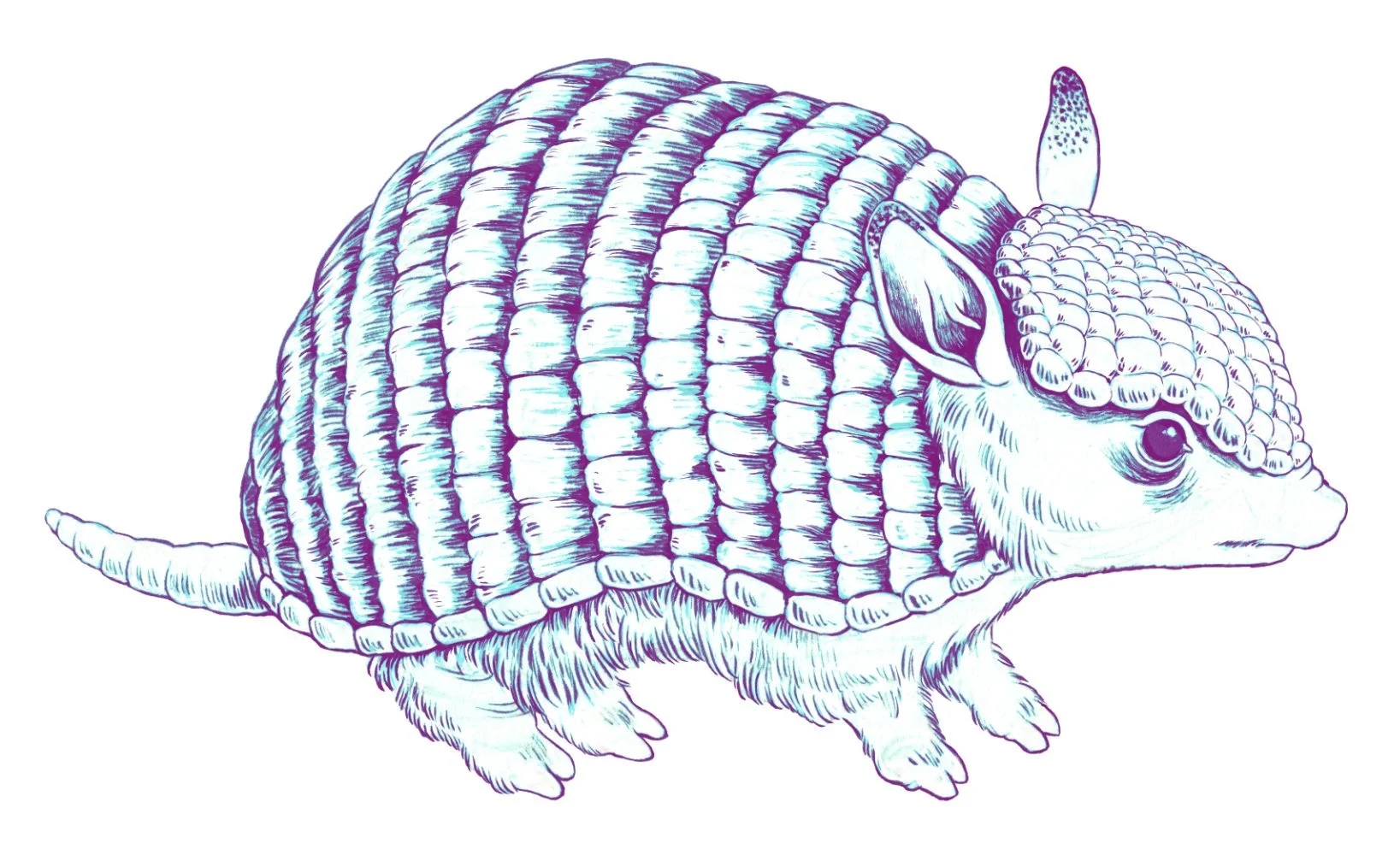 Armadillo, Pen and Ink