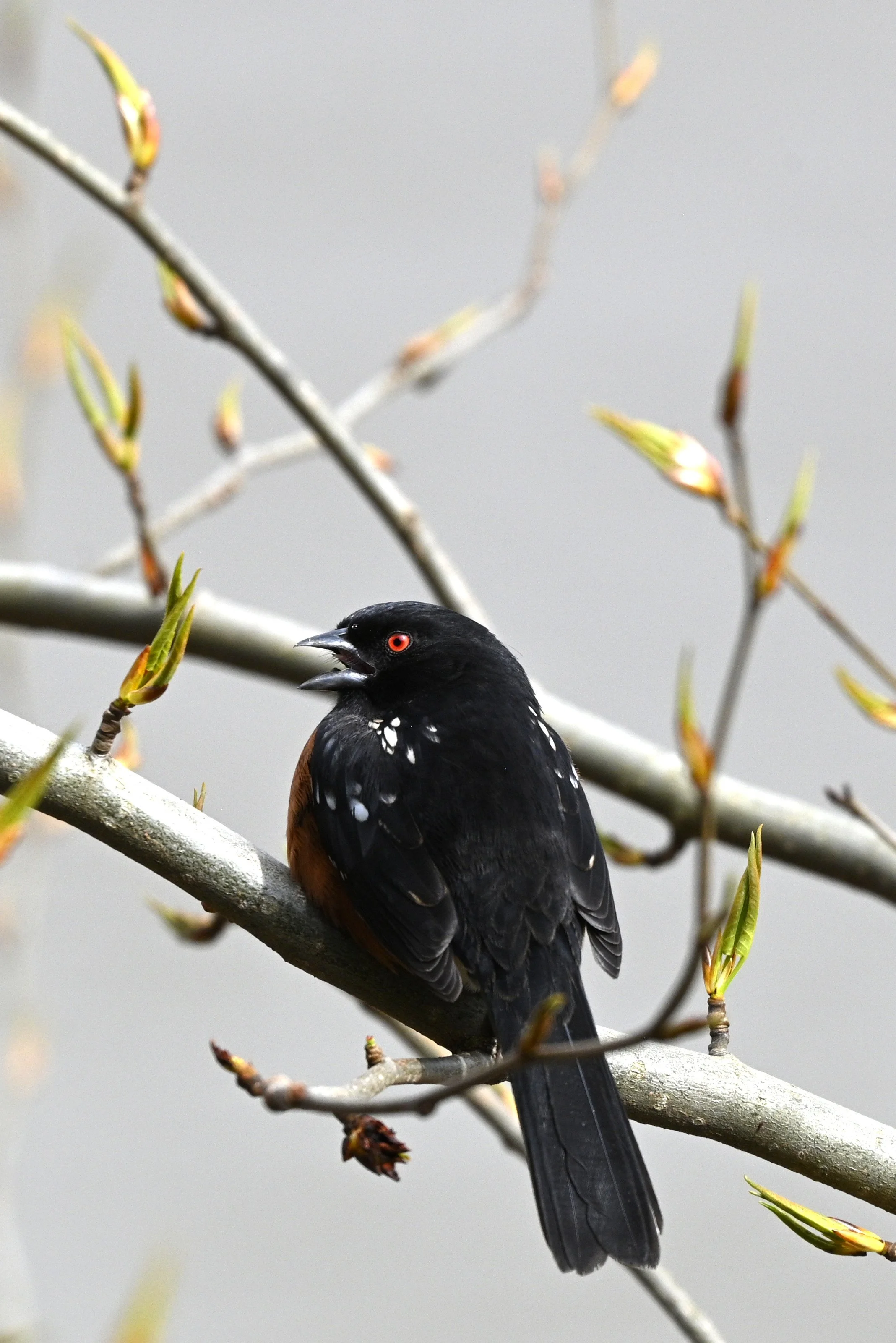 spotted-towhee.jpg