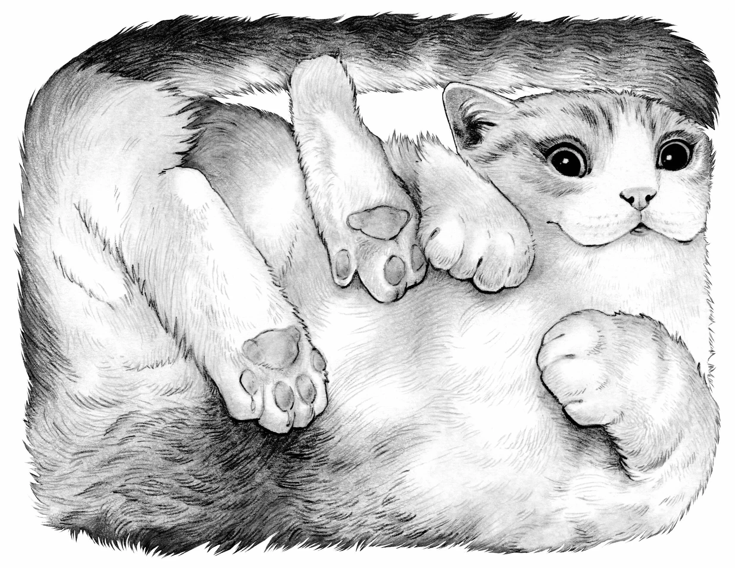 Box Cat, 2021, Graphite